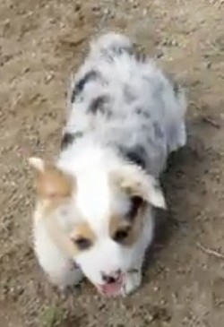 Blue Merle blue eyes Corgi