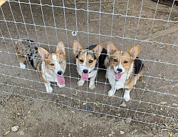 AKC Pembroke Welsh Corgi