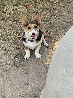 Red headed tri Pembroke Welsh Corgi