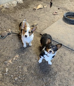 Merle Pembroke Welsh Corgi puppies for sale