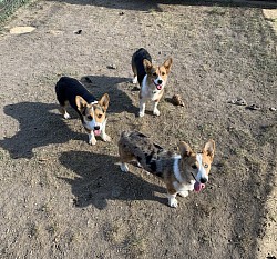 AKC, CKC Pembroke Welsh Corgi puppies for sale