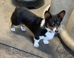 AKC TRIPLE CLEAR Pembroke Welsh Corgi