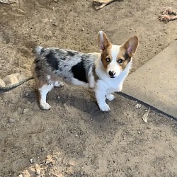 CKC MERLE BLUE EYES PEMBROKE WELSH CORGI