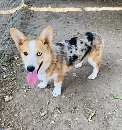 Merle blue eyes Pembroke Welsh Corgi