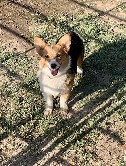 Corgi Bluie AKC puppies for sale