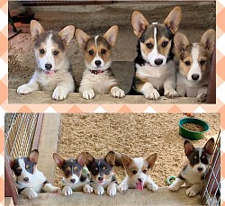 AKC Pembroke Welsh Corgi for sale Texas