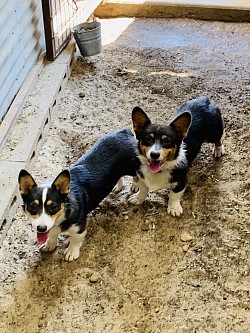 AKC Bluie Pembroke Welsh Corgi