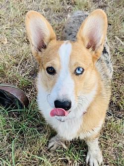 American Corgi merle Blue eyes