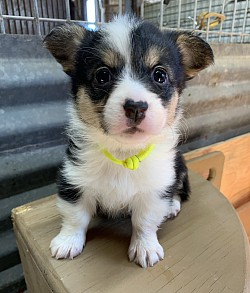 American Corgi