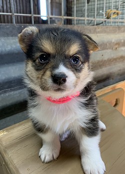 American Corgi