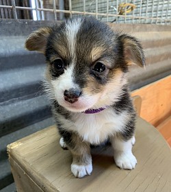 American Corgi