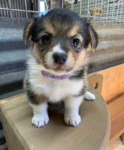 American Corgi