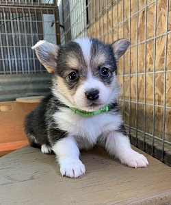 American Corgi