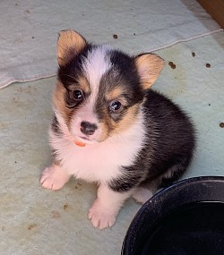 American Corgi