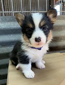 American Corgi