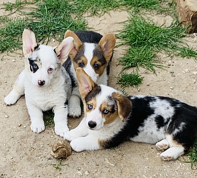 Merle Pembroke Welsh corgis for sale