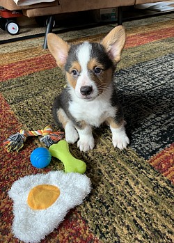 Tri bluie carrier corgi puppy