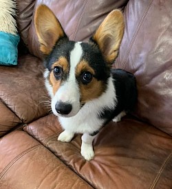 Tri American Corgi