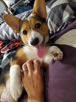 Red headed tri Pembroke Welsh corgi