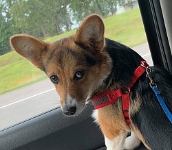 Fluff American corgi puppy