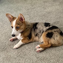 Blue Merle American corgi