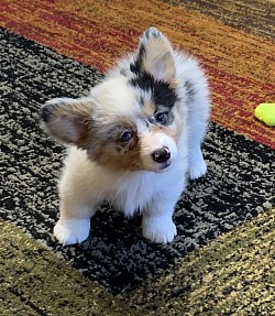 Fluffy merle triple clear corgi female puppy