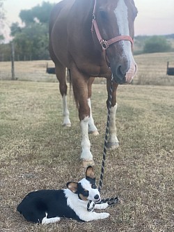 CKC American corgi puppy