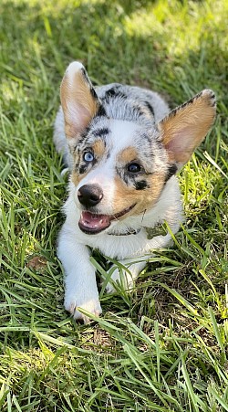 CKC Merle American Corgi puppies blue eyes