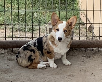 CKC Triple Clear American corgi Merle male