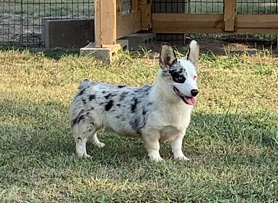 CKC mismark American Corgi