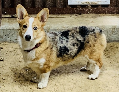 Blue eyed Merle American corgi