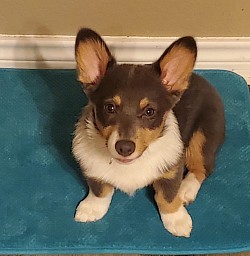 Tri bluie AKC corgi