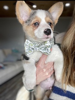 CKC American Corgi merle