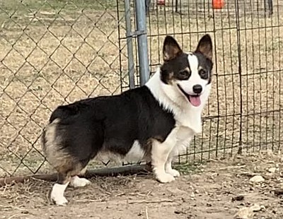 AKC triple clear tri bluie Pembroke Welsh Corgi