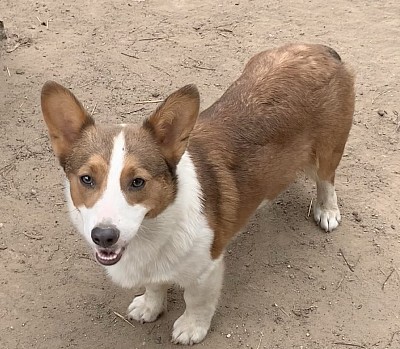 AKC SABLE BLUIE