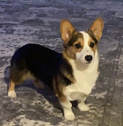 Corgi, Texas, for sale, Fort Worth, female, puppy