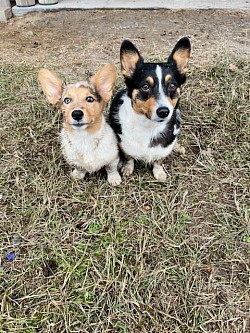 Corgi, Merle, Fort Worth, Texas, puppy, for sale