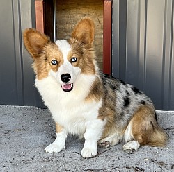 Corgi, Fort Worth, Texas, fluffy, Merle, available, female