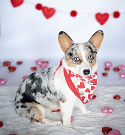 Blue Merle American corgi