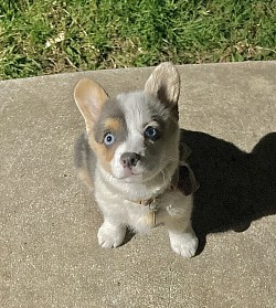 Bluie Merle female American corgi