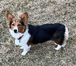 AKC black tri fluffy corgi