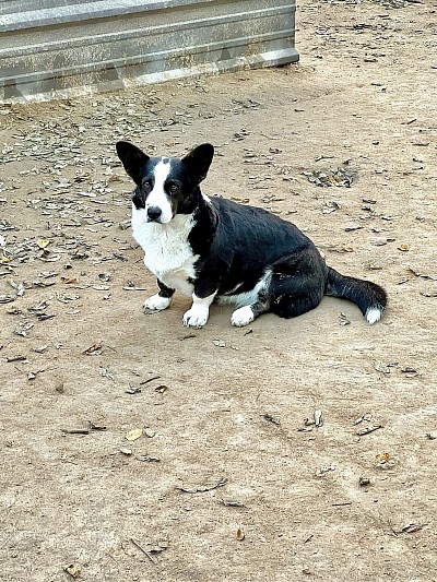 AKC cardigan Welsh Corgi female