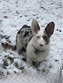 Blue Merle male corgi