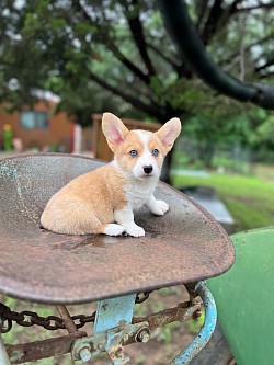 Red Merle corgi Texas Fort Worth for sale