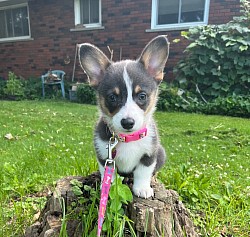 CKC American corgi bluie female