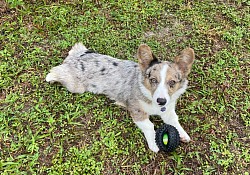 Brindle Merle corgi for sale