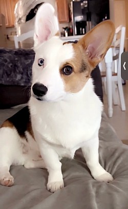 Corgi Merle tri Fort Worth for sale