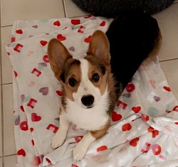 Red headed tri corgi female