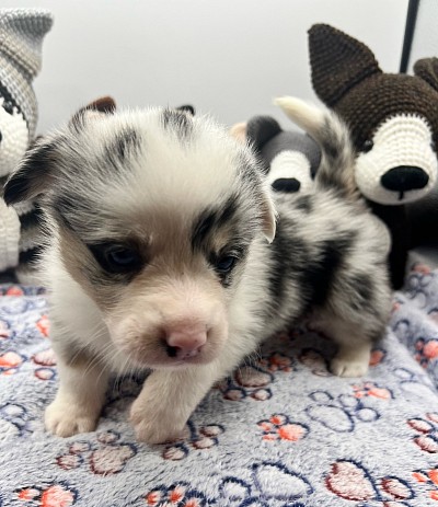 Blue Merle male American corgi for sale Dallas Fort Worth available texas