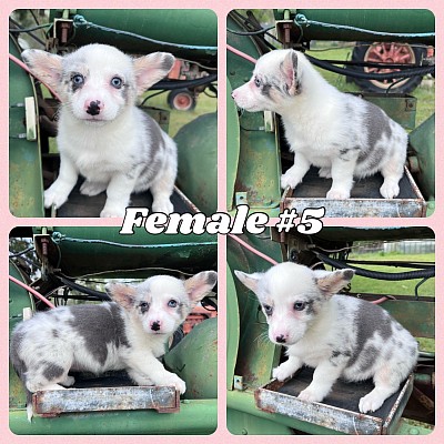 CKC bluie merle female corgi puppy for sale Fort Worth Texas Dallas